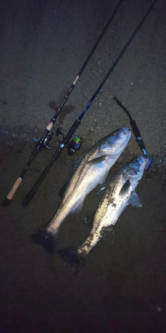 シーバスの釣果