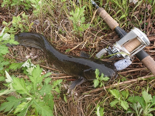 ナマズの釣果