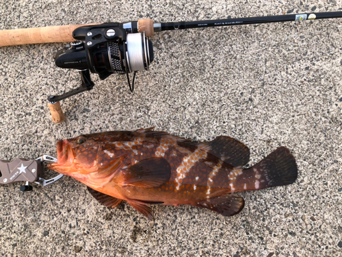 アズキハタの釣果