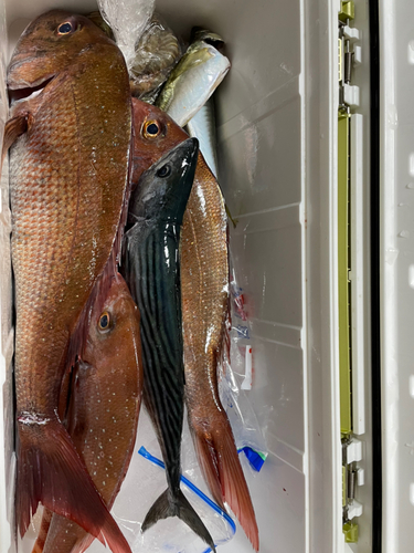 マダイの釣果