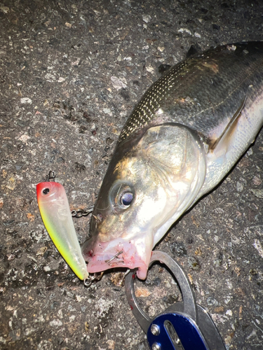 ウグイの釣果