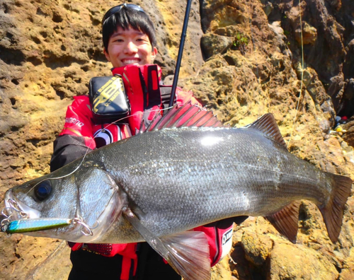 ヒラスズキの釣果