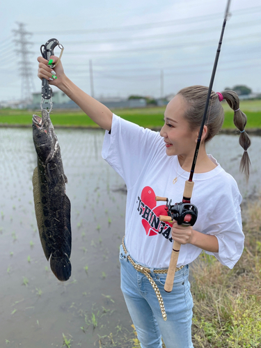 ライギョの釣果