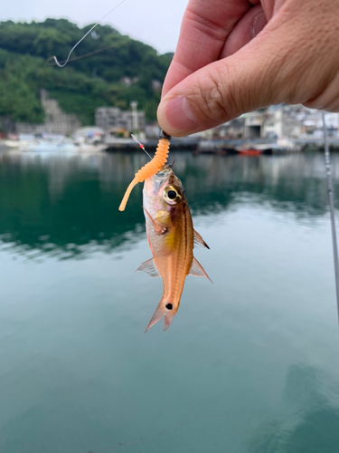 ネンブツダイの釣果