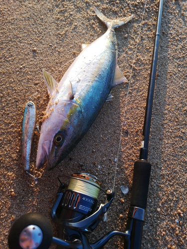 ヤズの釣果