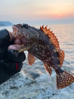 カサゴの釣果