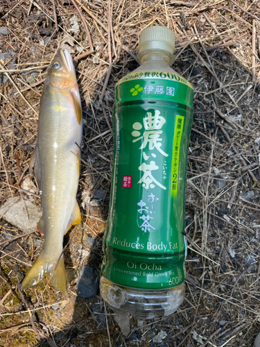 アユの釣果