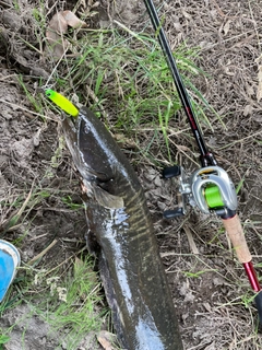 ナマズの釣果