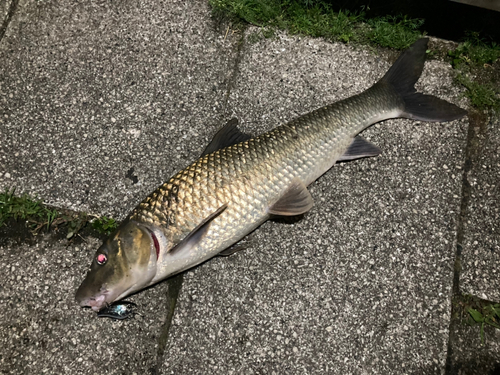 ニゴイの釣果