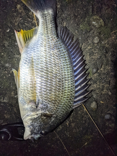 キビレの釣果