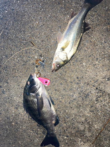 クロダイの釣果