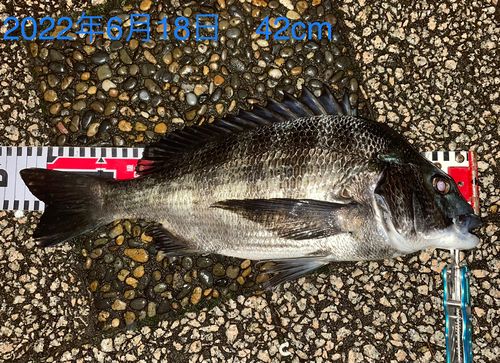 クロダイの釣果