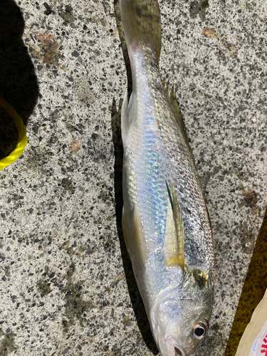 イシモチの釣果