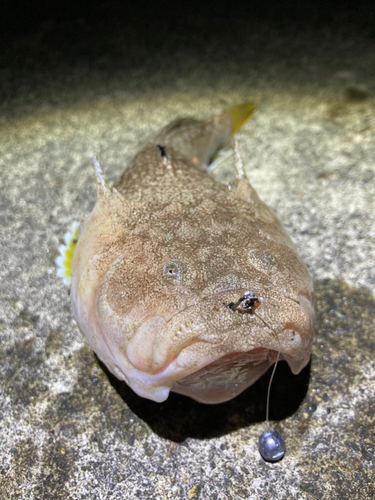 キビレミシマの釣果