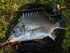 キビレの釣果