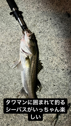 シーバスの釣果