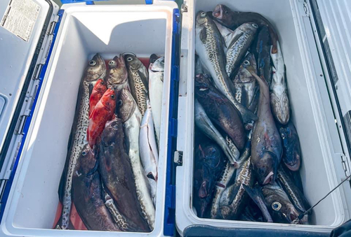 スケトウダラの釣果