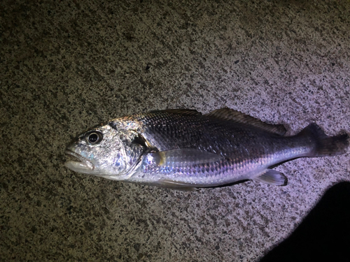 イシモチの釣果