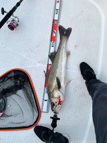 シーバスの釣果