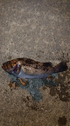 クロソイの釣果