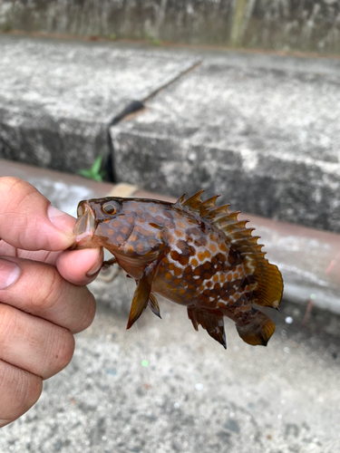 アコウの釣果