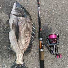 クロダイの釣果