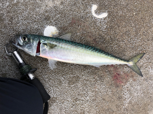 サバの釣果