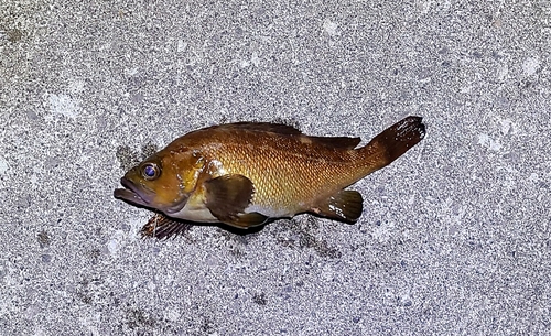 エゾメバルの釣果