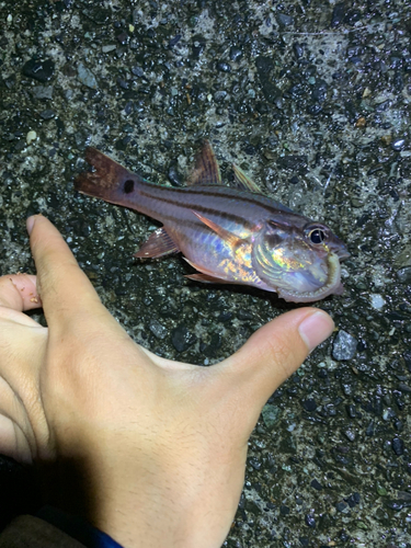 オオスジイシモチの釣果