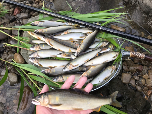 アユの釣果