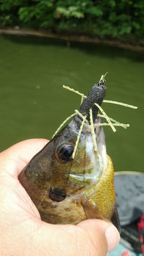 ブルーギルの釣果