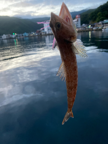 エソの釣果