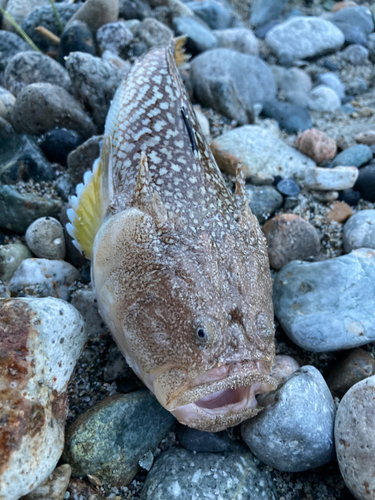 キビレミシマの釣果