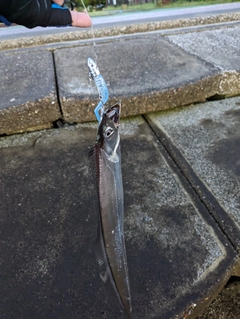 タチウオの釣果