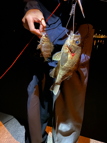 メバルの釣果