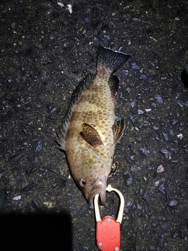 オオモンハタの釣果