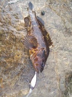 タケノコメバルの釣果