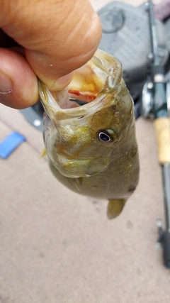 スモールマウスバスの釣果