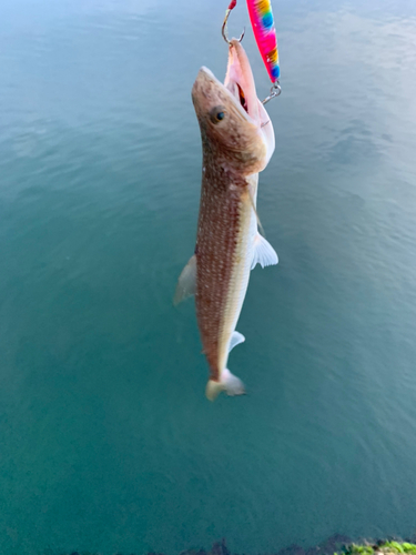 エソの釣果