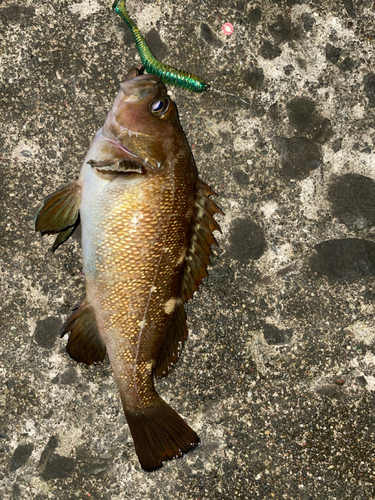 ガヤの釣果