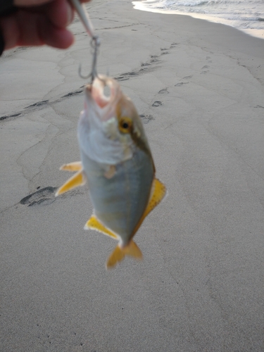 ショゴの釣果