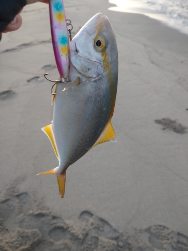 ショゴの釣果