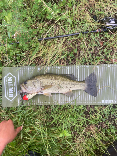 ラージマウスバスの釣果