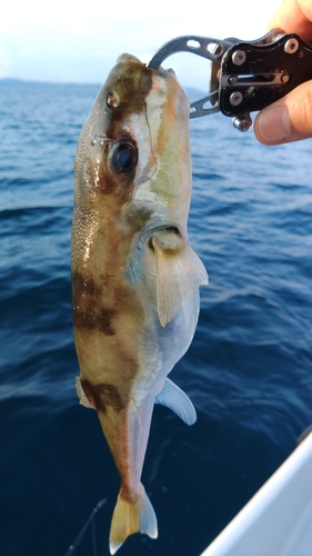 クサフグの釣果