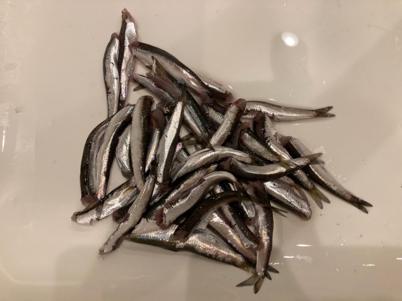 カタクチイワシ