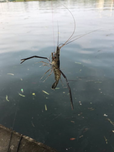 テナガエビの釣果