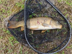 コイの釣果