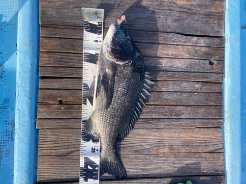 クロダイの釣果