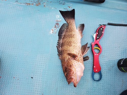 オオモンハタの釣果