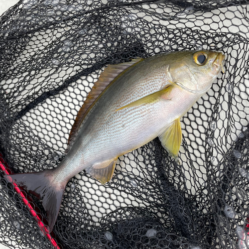 イサキの釣果